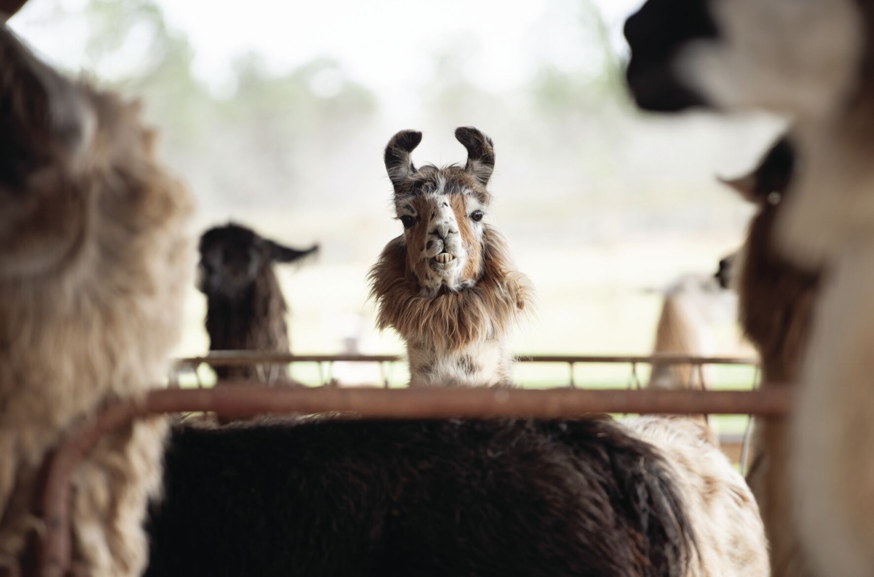 Divine Llama Vineyards